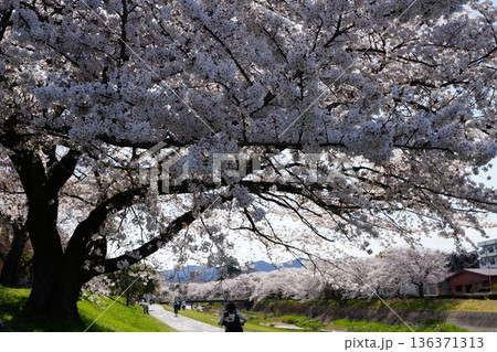八王子市の浅川・南浅川河川敷の桜 136371313