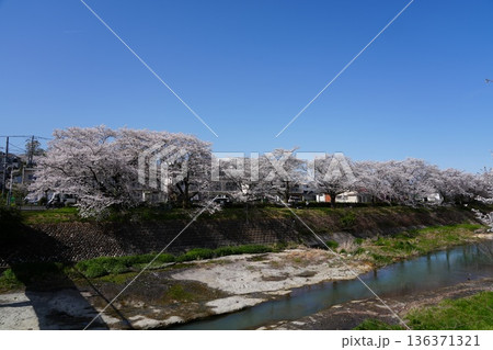 八王子市の浅川・南浅川河川敷の桜 136371321