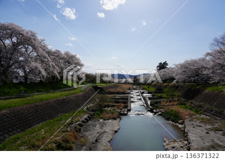 八王子市の浅川・南浅川河川敷の桜 八王子市の浅川・南浅川河川敷の桜 136371322
