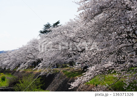 八王子市の浅川・南浅川河川敷の桜 136371326