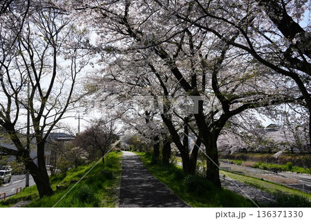 八王子市の浅川・南浅川河川敷の桜 136371330