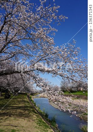 八王子市の浅川・南浅川河川敷の桜 136371343