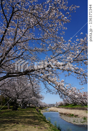八王子市の浅川・南浅川河川敷の桜 八王子市の浅川・南浅川河川敷の桜 136371344