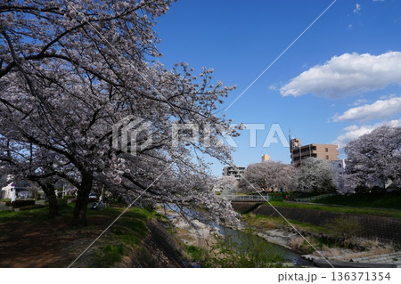 八王子市の浅川・南浅川河川敷の桜 八王子市の浅川・南浅川河川敷の桜 136371354
