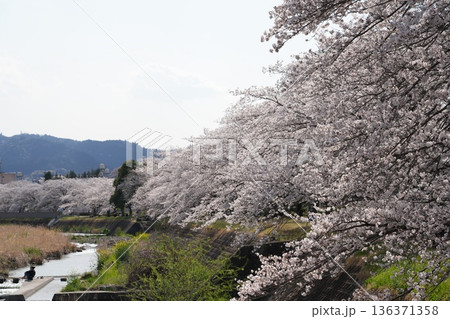 八王子市の浅川・南浅川河川敷の桜 八王子市の浅川・南浅川河川敷の桜 136371358