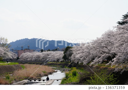 八王子市の浅川・南浅川河川敷の桜 136371359