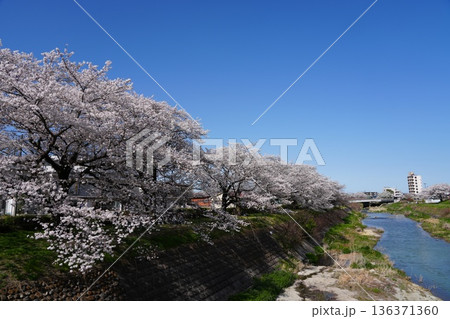 八王子市の浅川・南浅川河川敷の桜 136371360