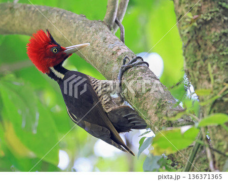 Pale-billed Woodpecker hanging on a tree branch in Arenal Volcano area, Costa Rica 136371365