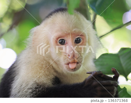 Capuchin monkey portrait in the jungle, Costa Rica Capuchin monkey portrait in the jungle, Costa Rica 136371368