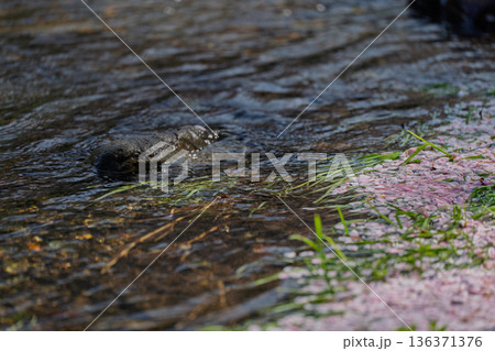 京都府亀岡市の超穴場であるせせらぎの桜満開の七谷川を撮影 136371376