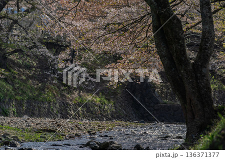 京都府亀岡市の超穴場であるせせらぎの桜満開の七谷川を撮影 136371377