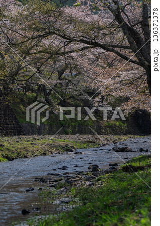 京都府亀岡市の超穴場であるせせらぎの桜満開の七谷川を撮影 136371378