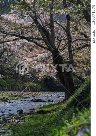 京都府亀岡市の超穴場であるせせらぎの桜満開の七谷川を撮影 136371379