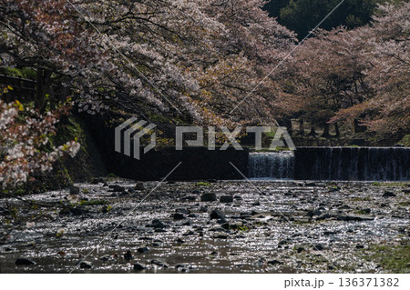 京都府亀岡市の超穴場であるせせらぎの桜満開の七谷川を撮影 136371382
