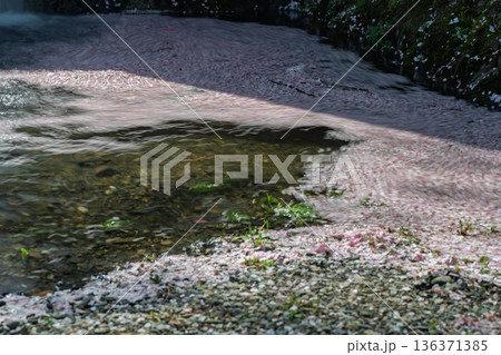 京都府亀岡市の超穴場であるせせらぎの桜満開の七谷川を撮影 京都府亀岡市の超穴場であるせせらぎの桜満開の七谷川を撮影 136371385
