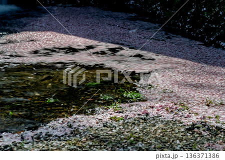 京都府亀岡市の超穴場であるせせらぎの桜満開の七谷川を撮影 京都府亀岡市の超穴場であるせせらぎの桜満開の七谷川を撮影 136371386