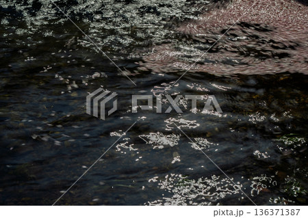 京都府亀岡市の超穴場であるせせらぎの桜満開の七谷川を撮影 136371387