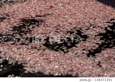 京都府亀岡市の超穴場であるせせらぎの桜満開の七谷川を撮影 京都府亀岡市の超穴場であるせせらぎの桜満開の七谷川を撮影 136371391