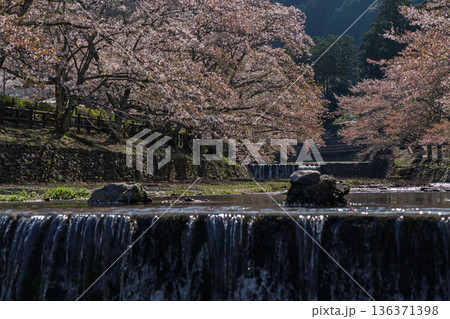 京都府亀岡市の超穴場であるせせらぎの桜満開の七谷川を撮影 136371398