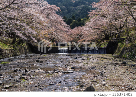 京都府亀岡市の超穴場であるせせらぎの桜満開の七谷川を撮影 京都府亀岡市の超穴場であるせせらぎの桜満開の七谷川を撮影 136371402