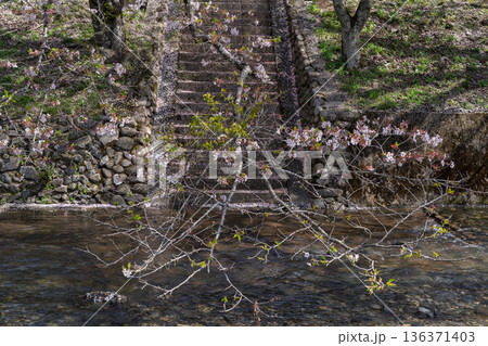 京都府亀岡市の超穴場であるせせらぎの桜満開の七谷川を撮影 京都府亀岡市の超穴場であるせせらぎの桜満開の七谷川を撮影 136371403