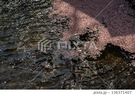 京都府亀岡市の超穴場であるせせらぎの桜満開の七谷川を撮影 136371407