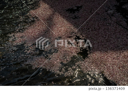京都府亀岡市の超穴場であるせせらぎの桜満開の七谷川を撮影 136371409