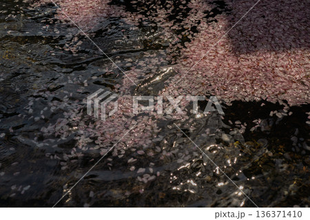 京都府亀岡市の超穴場であるせせらぎの桜満開の七谷川を撮影 136371410