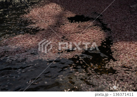 京都府亀岡市の超穴場であるせせらぎの桜満開の七谷川を撮影 京都府亀岡市の超穴場であるせせらぎの桜満開の七谷川を撮影 136371411
