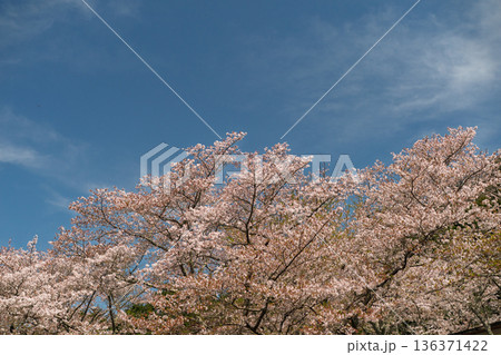 京都府亀岡市の超穴場であるせせらぎの桜満開の七谷川を撮影 京都府亀岡市の超穴場であるせせらぎの桜満開の七谷川を撮影 136371422