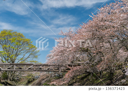 京都府亀岡市の超穴場であるせせらぎの桜満開の七谷川を撮影 136371423