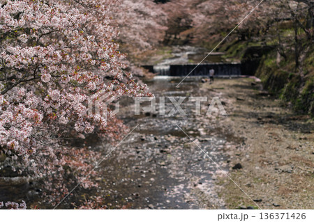 京都府亀岡市の超穴場であるせせらぎの桜満開の七谷川を撮影 京都府亀岡市の超穴場であるせせらぎの桜満開の七谷川を撮影 136371426