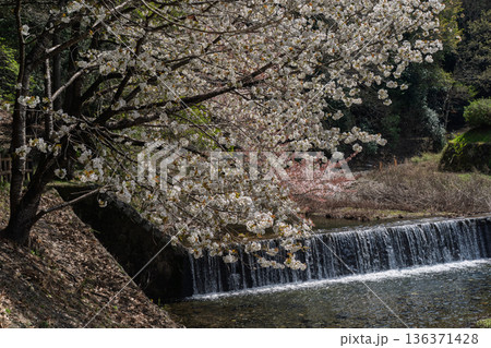 京都府亀岡市の超穴場であるせせらぎの桜満開の七谷川を撮影 京都府亀岡市の超穴場であるせせらぎの桜満開の七谷川を撮影 136371428