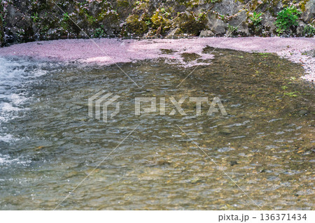 京都府亀岡市の超穴場であるせせらぎの桜満開の七谷川を撮影 京都府亀岡市の超穴場であるせせらぎの桜満開の七谷川を撮影 136371434