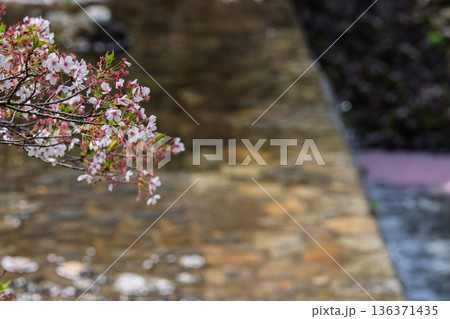 京都府亀岡市の超穴場であるせせらぎの桜満開の七谷川を撮影 京都府亀岡市の超穴場であるせせらぎの桜満開の七谷川を撮影 136371435