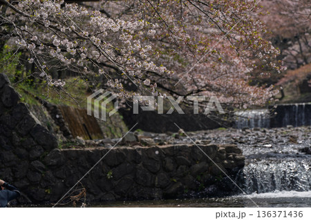 京都府亀岡市の超穴場であるせせらぎの桜満開の七谷川を撮影 京都府亀岡市の超穴場であるせせらぎの桜満開の七谷川を撮影 136371436