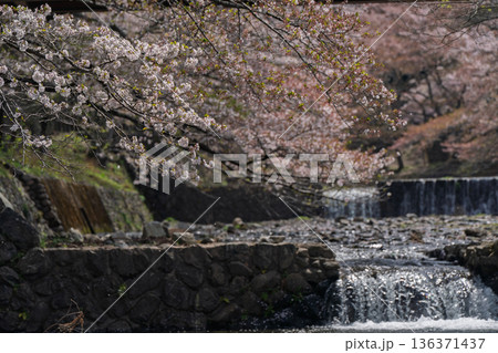 京都府亀岡市の超穴場であるせせらぎの桜満開の七谷川を撮影 136371437