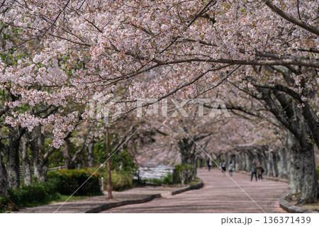 京都府亀岡市の超穴場であるせせらぎの桜満開の七谷川を撮影 京都府亀岡市の超穴場であるせせらぎの桜満開の七谷川を撮影 136371439