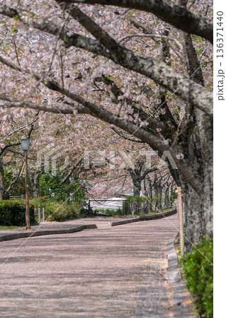 京都府亀岡市の超穴場であるせせらぎの桜満開の七谷川を撮影 京都府亀岡市の超穴場であるせせらぎの桜満開の七谷川を撮影 136371440