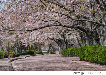 京都府亀岡市の超穴場であるせせらぎの桜満開の七谷川を撮影 京都府亀岡市の超穴場であるせせらぎの桜満開の七谷川を撮影 136371442