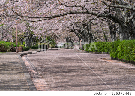 京都府亀岡市の超穴場であるせせらぎの桜満開の七谷川を撮影 京都府亀岡市の超穴場であるせせらぎの桜満開の七谷川を撮影 136371443
