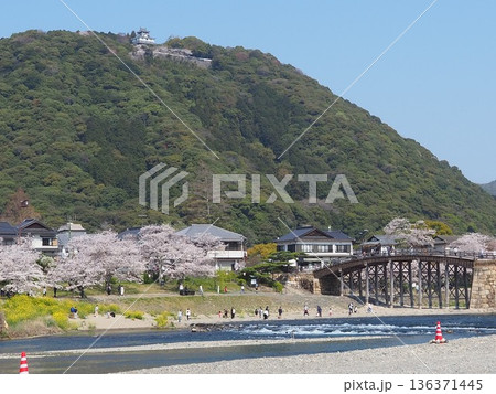 桜の錦帯橋と岩国城 136371445