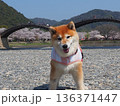 柴犬と錦帯橋 136371447