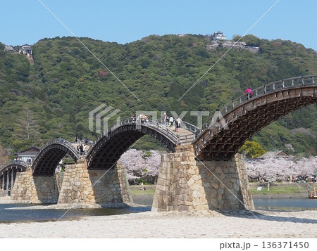 桜満開の錦帯橋と岩国城 桜満開の錦帯橋と岩国城 136371450