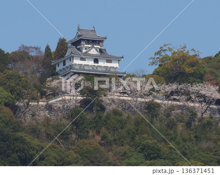 桜満開の岩国城 桜満開の岩国城 136371451