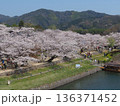 錦帯橋から見る桜満開の吉香公園 136371452