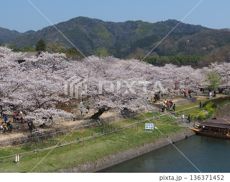 錦帯橋から見る桜満開の吉香公園 136371452