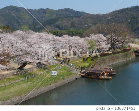 錦帯橋から見る桜満開の吉香公園 136371453
