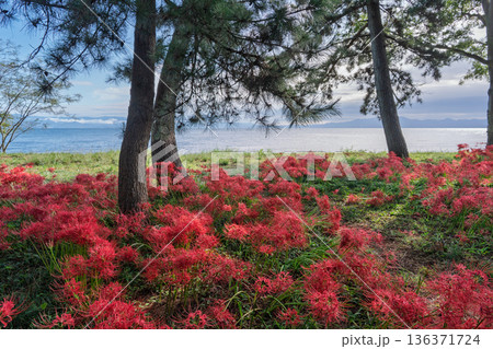 滋賀県高島市桂浜園地の紅色のヒガンバナを撮影 136371724