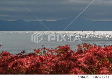 滋賀県高島市桂浜園地の紅色のヒガンバナを撮影 滋賀県高島市桂浜園地の紅色のヒガンバナを撮影 136371743